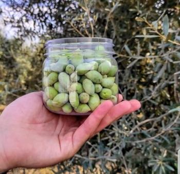 מסיק זיתים בקטופותי, אתר לגדול